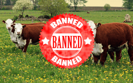 cattle