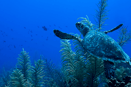 Green Sea Turtle North Wall