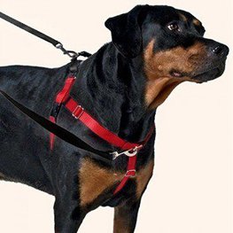 Freedom no pull dog harness on a rottweiler with leashes attached front and rear