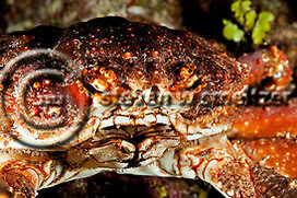 Creatures of the Coral Reef (Steven W Smeltzer)