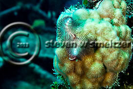 Christmastree Worm. Spirobranchus giganteus. Grand Cayman Creatures of the Coral Reef (Steven W Smeltzer)