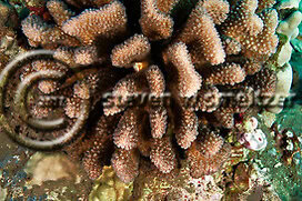 Creatures of the Coral Reef (Steven W Smeltzer)