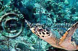 Creatures of the Coral Reef (Steven W Smeltzer)