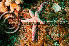 Creatures of the Coral Reef (Steven W Smeltzer)