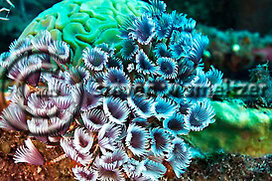 Creatures of the Coral Reef (Steven W Smeltzer)