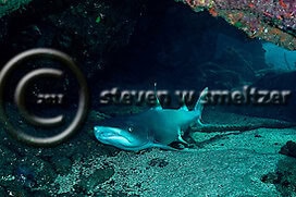 White-tip Reef Shark. Triaenodon obesus. Mala Pier. Maui Hawaii Creatures of the Coral Reef (Steven W Smeltzer)
