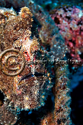 Commerson's Frogfish. Antennarius commerson. Maui Hawaii Creatures of the Coral Reef (Steven W Smeltzer)