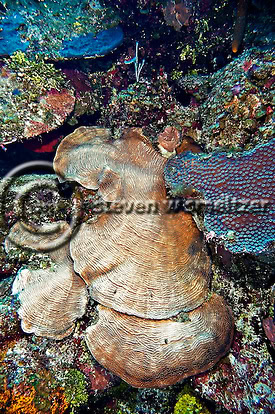 Creatures of the Coral Reef (Steven W Smeltzer)