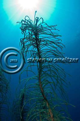 Creatures of the Coral Reef (Steven W Smeltzer)