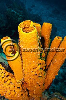 Yellow Tube Sponge. Aplysina Fistularis. Grand Cayman Creatures of the Coral Reef (Steven W Smeltzer)