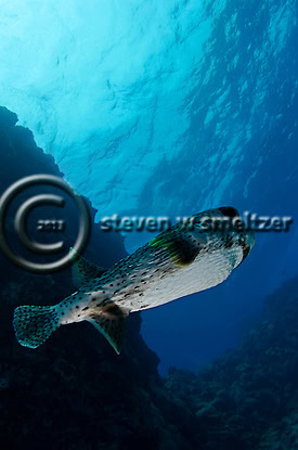 Giant Porcupinefish. Diodon hystris. Kona Hawaii Creatures of the Coral Reef (Steven W Smeltzer)