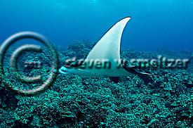 Manta Ray on Reef. Manta birostris. Kona Hawaii Creatures of the Coral Reef (Steven W Smeltzer)