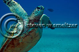 Creatures of the Coral Reef (Steven W Smeltzer)