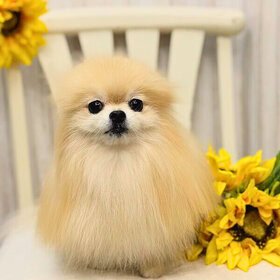 Acoco/シャンプー/アフター