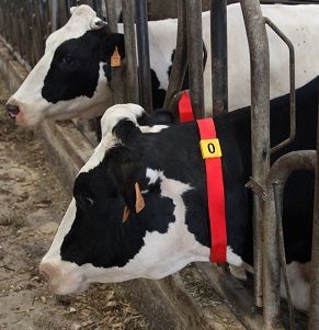 Broj za obeležavanje goveda Kamer 2