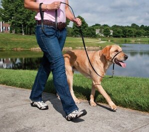 A labrador being walked with a gentle leader alongside a lake