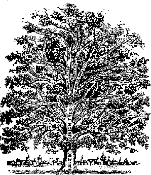 S. E. Hayward’s illustration The Ragged School Tree (an illustration in Montague (1904) Sixty Years in Waifdom. Or, the Ragged School Movement in English history, London: Charles Murray and Co.