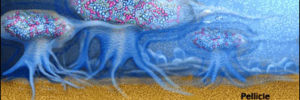 dental biofilm