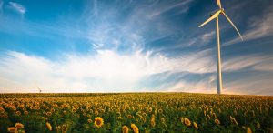 sunshines on sunflowers growing in a spanish firled with wind turbine overhead