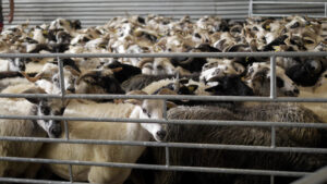 Animaux manges vignette