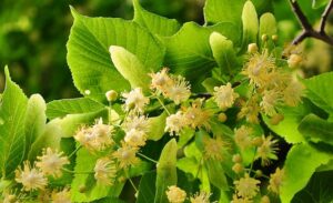 plantes et arbres méllifère