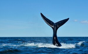 Read more about the article Whale watching in South Africa