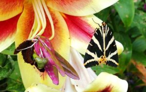 A moth on a lily flower