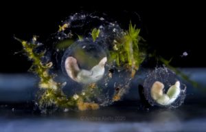 Comparison between N. crocatus and N. kaiseri eggs