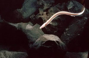 Olm (Proteus anguinus) in its natural habitat. Photo by Arne Hodalič