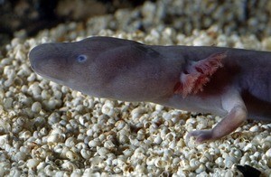 Proteus anguinus parkelj head by Arne Hodalič [CC BY-SA 3.0], via Wikimedia Commons