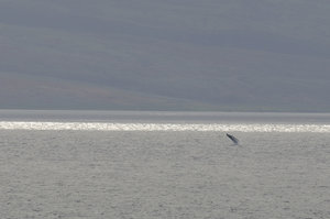 Humpback Whales, Maui Hawaii (Steven W Smeltzer)