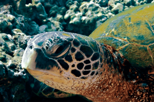 Green Sea Turtle, (Steven Smeltzer)