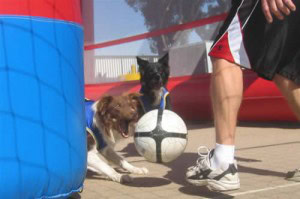 Diversão e emoção no OC Market Place Pet Days