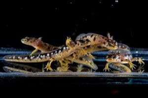 Neurergus crocatus larve approaching metamorphosis