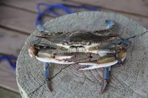 John Wnek of New Jersey on the Responsible Use of Crab Pots