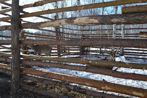 содержание и разведение охотничьих ресурсов в 2023