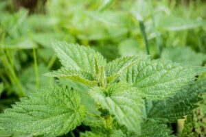 Erectile Problems at 60: Causes, Solutions, and a Game-Changer Product 2 nature plant leaf green