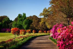 First Date Ideas for Spring: Blossoming Romance 6 gray concrete pathway besides pink flower during day