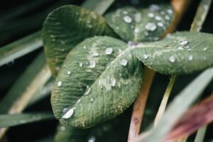 マンションで起こりやすい植栽トラブルとは