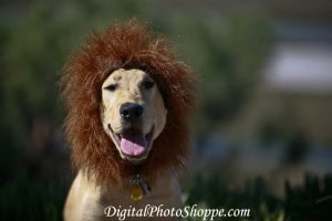 Perro disfrazado de león