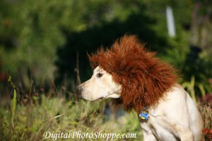 Perro disfrazado de león