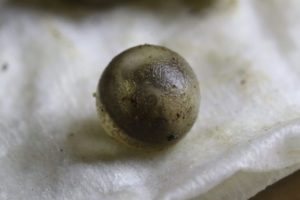 Ambystoma opacum egg