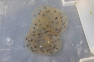 Hynobius dunni egg mass photo by Jacopo Martino