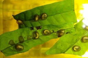 Laotriton laoensis eggs