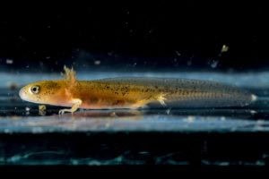 Neurergus crocatus larva