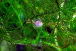 Neurergus kaiseri egg in aquatic moss