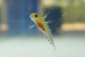 Triturus pygmaeus larvae
