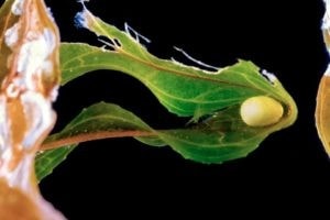Triturus carnifex egg