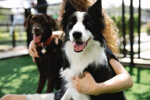 Read more about the article How I Write About Animals
