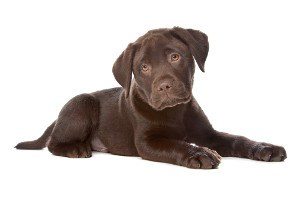 Side view of a choc lab puppy on white background